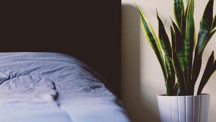 More than half of co-sleepers have a third wheel in the bedroom: survey