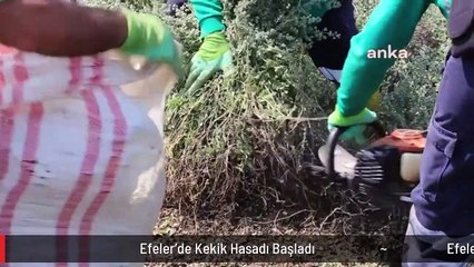 Efeler'de Kekik Hasadı Başladı
