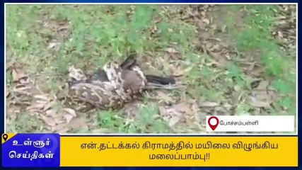 கிருஷ்ணகிரி: மயிலை விழுங்கும் மலைப்பாம்பு-பரபரப்பு வீடியோ காட்சி