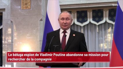 Le béluga espion de Vladimir Poutine abandonne sa mission pour rechercher de la compagnie !