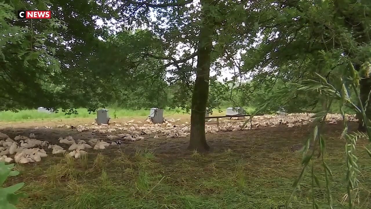 Deux vaccins expérimentés en France contre la grippe aviaire se sont avérés "très efficaces" pour prémunir du virus les canards mulards, élevés pour le foie gras, indique l'agence sanitaire Anses