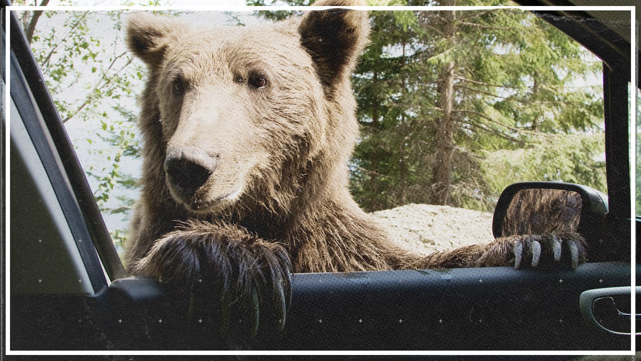 Bär sperrt sich in Auto ein und wird mit Trick befreit