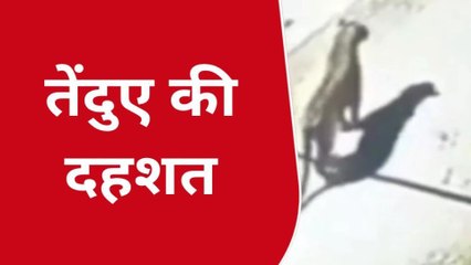 viral:रहवासी क्षेत्र में नजर आया तेंदुआ,दहशत में रहवासी, देखें video