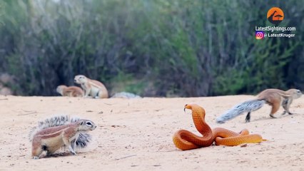 1 COBRA VERSUS 7 SQUIRRELS AND A MONGOOSE
