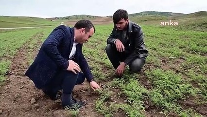 Yozgat'ta Bitkilerde Hastalıklar Görülmeye Başlandı