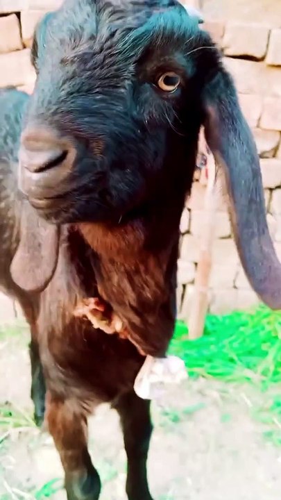 Funny Goats 2023, Funny Goats Sounds, Funny Pets #shorts #trending #animalshorts