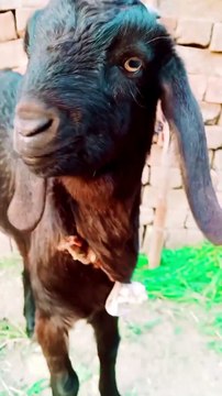 Funny Goats 2023, Funny Goats Sounds, Funny Pets #shorts #trending #animalshorts