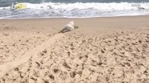 Watch: Sweet Moment This Seal Was Released Back into the Wild