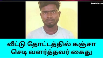 நாகை: வீட்டு தோட்டத்தில் கஞ்சா செடி வளர்ப்பு-இளைஞர் அதிரடி கைது