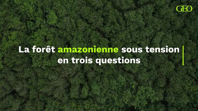 Amazonie : la forêt sous tension en trois questions