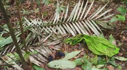 Cada vez más cerca: el mapa que sigue la pista a los cuatro niños desaparecidos en Guaviare