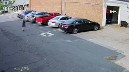 Koca ayı fırında 60 kek yedi