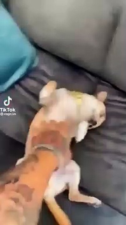 Cute and Funny Animal Video-- Funniest Viral Puppy Cat clips-- #shorts video #funny animals #cats