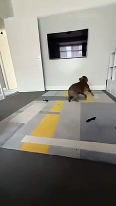 Funny animals 2023 - Funniest Cats and Dogs Video #shorts