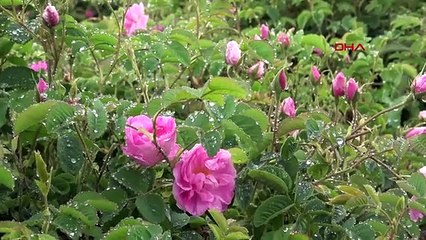 La saison des roses a commencé à Isparta avec un retard d'un mois par rapport aux années précédentes.