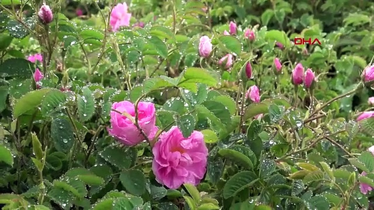 La saison des roses a commencé à Isparta avec un retard d'un mois par rapport aux années précédentes.