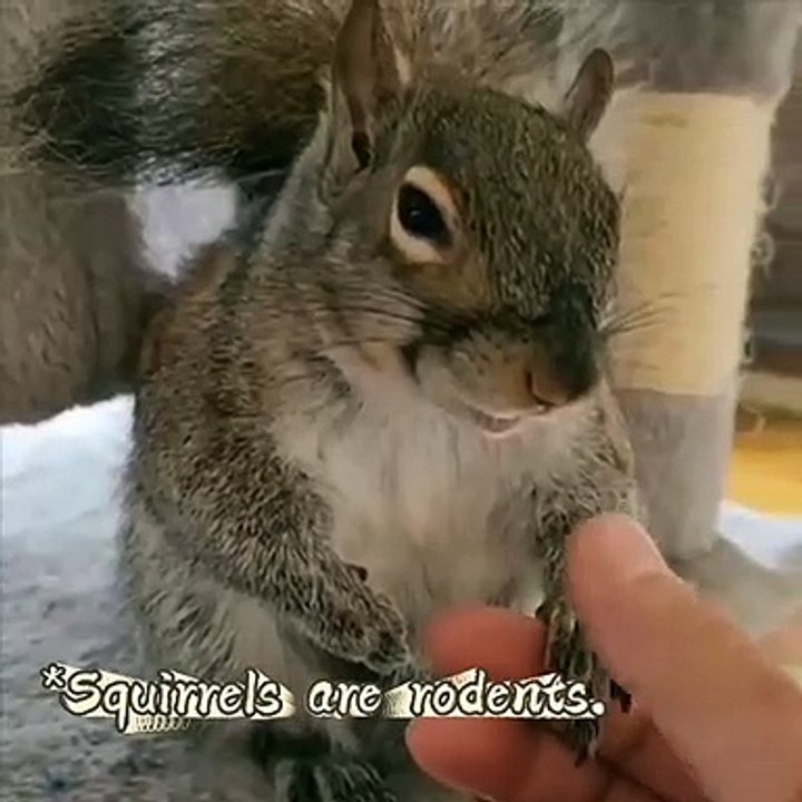Friendly creature Squirrel❤️