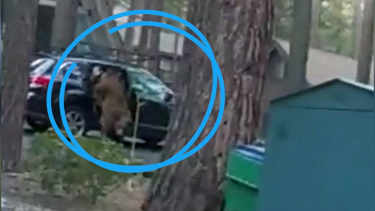 États-Unis : la police libère un ours... coincé sur la banquette d'une voiture