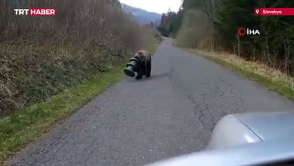Kafasında plastik bidonla gezen ayı 17 gün sonra kurtarıldı