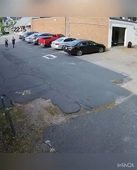 Lembra-se do urso que 'invadiu' pastelaria e comeu 60 queques? Há imagens