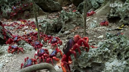 Our Planet II - Official Trailer Netflix