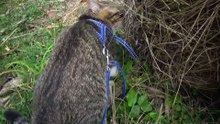 Cat Looks for Mice in a Haystack