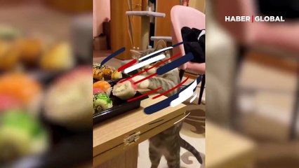 Sevimli kedinin suşi keyfi