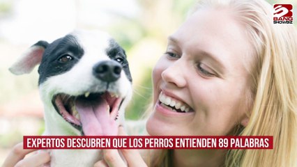 Expertos descubren que los perros entienden 89 palabras