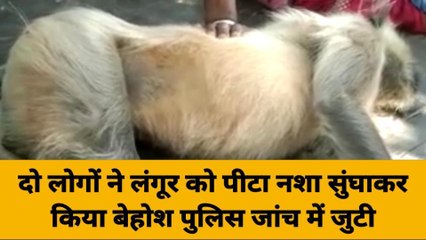 बदायूं: बंधक बनाए गए दो लंगूर को घायल करने के मामले की पड़ताल में जुटी पुलिस