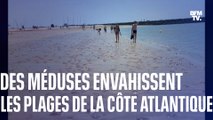 Des centaines de milliers de méduses échouées sur les plages de la côte atlantique