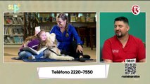 Diferentes tipos de terapia alternativa en mascotas