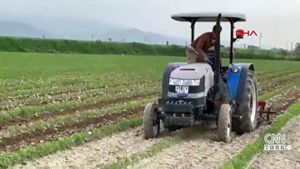 Yavruları için traktöre engel oldu