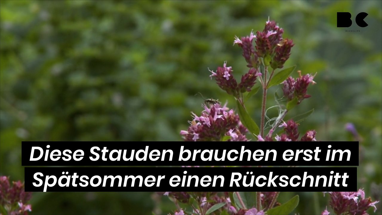 Diese Stauden brauchen erst im Spätsommer einen Rückschnitt