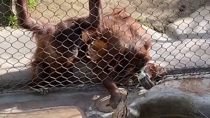 Clever Orangutan Saves the Day by Returning Kid’s Dropped Bottle 🐒