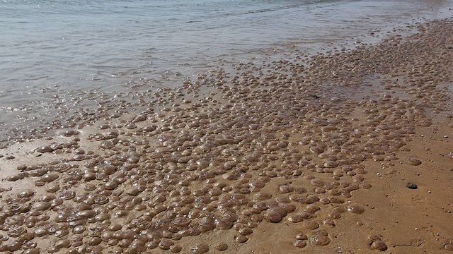 Des milliers de méduses échouées sur les plages de l'Atlantique