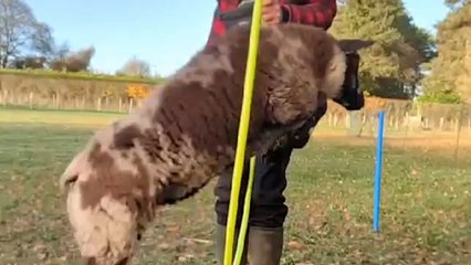 Watch this SHEEP do some pretty neat tricks!