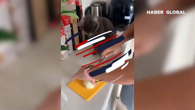 Soğan doğrayan sahibinin başından ayrılmayan kedinin gözleri yaşla doldu