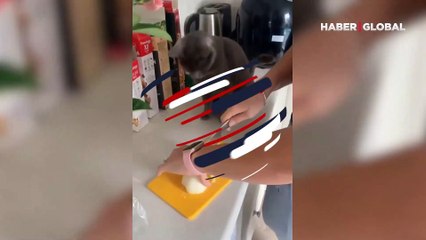 Soğan doğrayan sahibinin başından ayrılmayan kedinin gözleri yaşla doldu