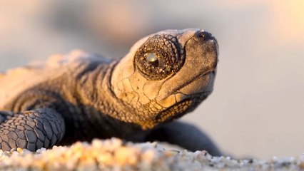 Official Trailer for Netflix's Nature Series Our Planet II