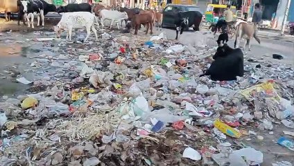 तीसरे दिन भी ट्रैक्टर ट्रॉली से नहीं उठा कचरा