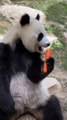 Cute Panda's Culinary Delight From Carrots to Bamboo Bites