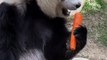 Cute Panda's Culinary Delight From Carrots to Bamboo Bites