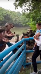 Feeding Time at the Zoo Tourist Gives Hippos a Treat