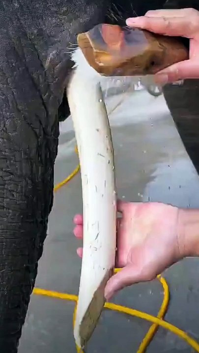 Gentle Giants Brushing an Elephant - An Unforgettable Bonding Experience