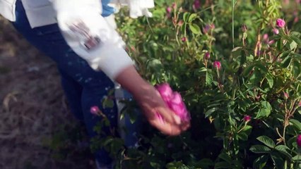 Au Liban, le "village des roses" perpétue la tradition