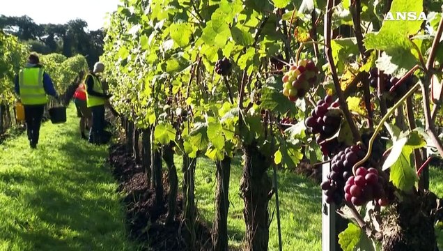 Vino italiano in salute, anche nel 2023 spinta dalle bollicine