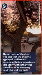Family on Safari Freezes and Holds Breath as Lion Visits Campsite
