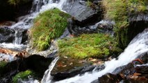 Serenity: Tranquil Mountain Stream | 1 Hour Calming Nature Sounds