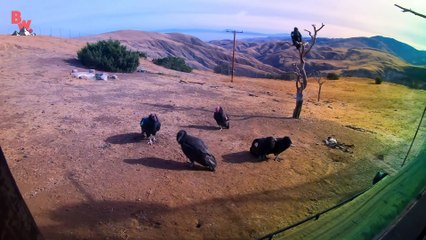 TRAPPED in a BIRD BOX!