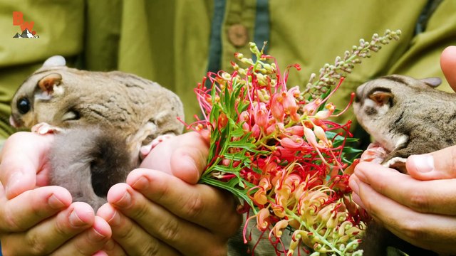 Secrets of Sugar Gliders REVEALED! Not as Cute as they LOOK!